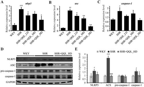 Figure 3. QQL reduces the expression of inflammatory-related genes and proteins in SHR (n = 3). (A) mRNA expression level of NLRP3. (B) the mRNA expression level of ASC. (C) mRNA expression level of caspase-1. (D) Protein expression levels of NLRP3, ASC, caspase-1 and cleaved-caspase-1. (E) Relative quantification of the expression levels of NLRP3, ASC, caspase-1 and cleaved-caspase-1. # indicates significant difference (P value < 0.05), ## indicates significant difference (p < 0.01), ### indicates significant difference (p < 0.001) of SHR group compared with WKY group. * indicates a significant difference (p < 0.05), ** indicates a significant difference (p < 0.01), *** indicates a significant difference (p < 0.001) of QQL treatment groups compared with SHR group.