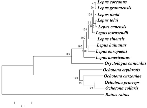 Figure 1. Maximum-likelihood tree of the complete mitochondrial genome of O. erythrotis and 15 other species. Numbers above or below the branch are bootstrap support values. The GenBank accession number for tree construction is listed as follows: O. erythrotis (MG_051346), O. curzoniae (EF535828.1), O. princeps (NC_005358.1), O. collaris (AF348080.1), L. coreanus (NC_024259.1), L. granatensis (NC_024042.1), L. timidus (KR019013.1), L. tolai (NC_025748.1), L. capensis (GU937113.1), L. townsendii (NC_024041.1), L. sinensis (NC_025316.1), L. hainanus (JQ219662.1), L. europaeus (KY211032.1), L. californicus (KJ397614.1), L. americanus (NC_024043.1), O. cuniculus (AJ001558.1), R. rattus (NC_012374.1). 177 × 82 mm (72 × 72 DPI)