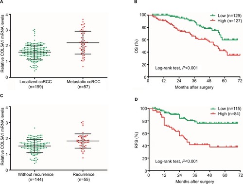 Figure 2 COL5A1 mRNA is correlated with survival of ccRCC patients.Notes: (A) COL5A1 mRNA expression in patients with localized and metastatic ccRCC. Patients with metastatic ccRCC had significantly higher COL5A1 mRNA expression compared to patients with localized ccRCC (P<0.05). (B) Kaplan–Meier curves for OS after surgery. Patients with high COL5A1 mRNA expression had poor OS (log-rank test, P<0.001). (C) COL5A1 mRNA expression in ccRCC patients with and without recurrence. Patients with recurrence had significantly higher COL5A1 mRNA expression compared to patients without recurrence (P<0.05). (D) Kaplan–Meier curves for RFS after surgery. Patients with high COL5A1 mRNA expression had poor RFS (log-rank test, P<0.001).Abbreviations: ccRCC, clear cell renal cell carcinoma; OS, overall survival; RFS, recurrence-free survival.