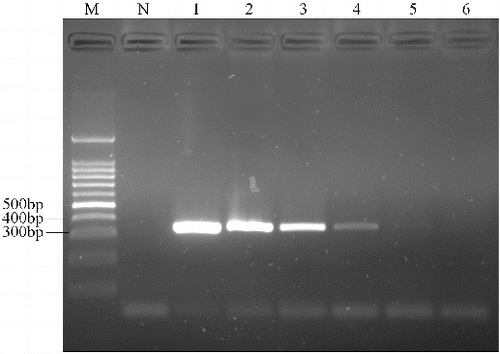 Figure 7. Agarose gel electrophoresis of PCR products targeting the pork cytb gene in different amounts of DNA. Lane M, 100 bp DNA ladder; lane N, negative control; and lanes 1–6, 100 ng, 10 ng, 1 ng, 100 pg, 10 pg, 1 pg pork DNA, respectively.