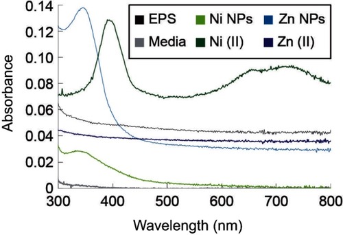 Figure 2 UV-Vis spectra of the EPS and the synthesized nanoparticles. Black line represents the EPS as used before reactions, light blue line represents the Zn nanoparticles synthesized, dark blue line represents the Zn(II) ions at concentration used in the synthesis reaction, the light green line represents the Ni nanoparticles synthesized, dark green line represents the Ni(II) ions at concentration used in the synthesis reaction and the gray line represents the sample media.Abbreviation: EPS, exopolysaccharides.