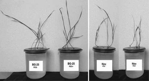 Figure 1. Morphological view of BG-25 and Bijoy grown under PEG– and PEG+ hydroponic conditions.