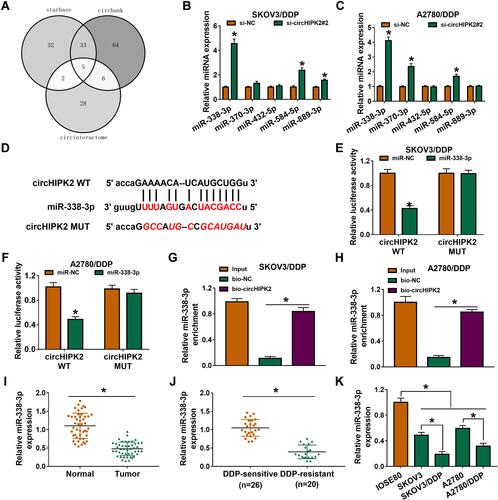 Figure 4 Identification of miR-338-3p as target of circHIPK2 in DDP-resistant OvCa cells. (A) Starbase, circinteractome and circbank databases together predicted miRNA binding sites in circHIPK2. (B and C) RT-qPCR detected expression of 5 miRNAs in SKOV3/DDP and A2780/DDP cells transfected with si-NC or si-circHIPK2#2. (D) CircHIPK2 MUT was constructed by mutating the predicted binding sites of miR-338-3p in circHIPK2 WT. (E and F) Dual-luciferase reporter assay measured luciferase activity of reporter vectors carrying circHIPK2 WT or MUT in SKOV3/DDP and A2780/DDP cells co-transfected with miR-338-3p mimic (miR-338) or miR-NC mimic (miR-NC). (G and H) RNA pull-down assay assessed miR-338-3p enrichment by bio-circHIPK2 or bio-NC in SKOV3/DDP and A2780/DDP cells. (I–K) RT-qPCR detected miR-338-3p expression in (I) OvCa tumor tissues and normal tissues, (J) DDP-sensitive tumor tissues and DDP-resistant tumor tissues, as well as (K) cells (IOSE80, SKOV3, SKOV3/DDP, A2780, and A2780/DDP). *P<0.05. Data analysis was performed using unpaired t-test and one-way or two-way ANOVA followed with Tukey’s post-hoc analysis.