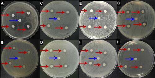 Figure 4 The results of the antimicrobial loop test of the control group and the 60 μg/mL AgNPs and 60 μg/mL domiphen.