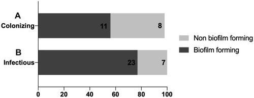 Figure 2 Distribution of biofilm formation ability among both colonizing and infectious isolates. (A) A stacked bar plot indicating the percentage of colonizing isolates with biofilm and non biofilm forming ability. (B) A stacked bar plot indicating the percentage of infectious isolates with biofilm and non biofilm forming ability. The X-axis represents the percentage of either biofilm forming isolates (dark grey bars) or non biofilm forming isolates (light grey bar). The number written inside each bar represents the number of isolates constituting the final percentage.