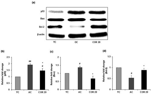 Figure 9. Effect of COR on testicular pro- and anti-apoptotic related protein expression in aged rats. (a) Western blotting analysis of p53, Bax and Bcl-2. Relative expression levels (fold) of p53 (b), Bax (c) and Bcl-2 (d) in three independent experiments, respectively. β-actin was used as an internal control. Data are expressed as the mean ± SD (n = 6). #p < 0.05 and ##p < 0.01 compared with YC group and *p < 0.05, compared to AC group. YC: young rats; AC: aged rats; COR 20: cordycepin (COR) 20 mg/kg treated aged rats; Bcl-2: B-cell lymphoma-2; Bax: Bcl-2-associated X.