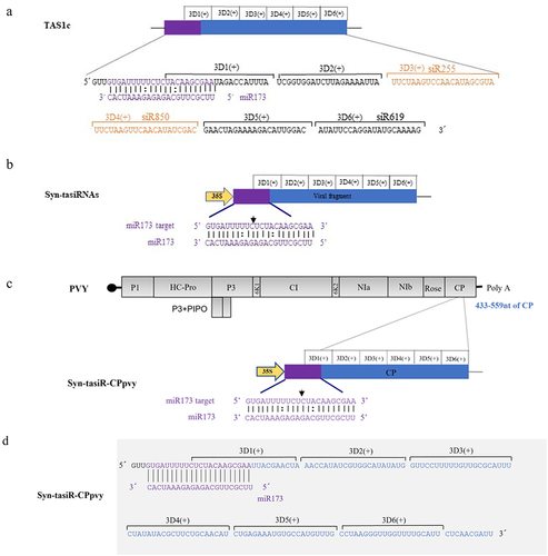 Figure 1. The design and construction of Syn-tasiR-CPpvy. (a) The construction of the TAS1c gene and tasiRnas sequences; (b) the construction of syn-tasiRnas containing viral sequences; (c) Schematic of the PVY genome and the design of Syn-tasiR-CPpvy based on CP of PVY; (d) the sequence of Syn-tasiR-CPpvy; (e) the PCR fragments of syn-tasiR-CPpvy; and (f) PCR amplification of specific bands from pMDC32-syn-tasiR-CPpvy.