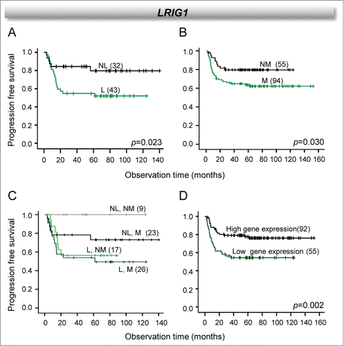 Figure 5. Individual and combined effect of LRIG1 loss and hypermethylation on clinical outcome. Kaplan-Meier curves of progression free survival for cervical cancer patients (cohort 1) with and without loss of LRIG1 (A), with and without hypermethylation of LRIG1 (B), the 2 combined (C), and high and low LRIG1 expression (D). P-values in log-rank test and number of patients are indicated. NL: no loss; L: loss; NM: not hypermethylated; M: hypermethylated.