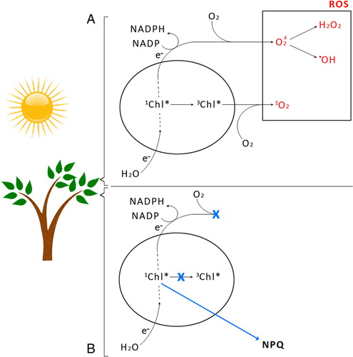 Figure 2. Routes of generation of ROS during the light phase of photosynthesis. 3Chl* on account of increasing chlorophyll excited state (1Chl*) in incomplete photochemical quenching, reacts with oxygen (3O2) to form 1O2. Over-reduction of the NADP pool causes O2− production by Mehler's reaction (A). The photoprotective mechanism of excess energy dissipation through NPQ, blocking generation of ROS (B).