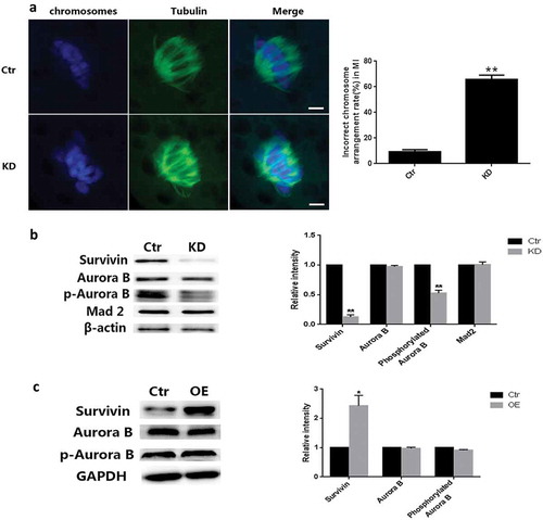 Figure 3. Survivin depletion led to chromosome misaligned and decrease of phosphorylated Auroa B. (a) Images of Spindle morphologies (green) and chromosome (blue) in control and Survivin knockdown groups. Oocytes were stained with α-tubulin-FITC antibody to visualize the spindles and co-stained with DAPI for chromosomes. Bar = 10 μm. (b) The percentage of spindle/chromosome defects in oocytes from the control and Survivin knockdown groups. (c) The protein level of Survivin, Aurora B, phosphorylated Aurora B and Mad2 examined by western blot in the control and Survivin knockdown groups in MI stage. And the relative level of each protein analysis was showed in (d). * P < 0.05, ** P < 0.01. (e) The protein level of Survivin, Aurora B, and phosphorylated Aurora B examined by western blot in the control and Survivin overexpression groups in MI stage. And the relative level of each protein analysis was showed in (f). * P < 0.05, ** P < 0.01.