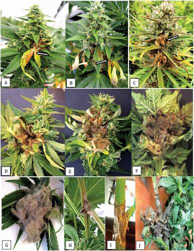 Fig. 1 (Colour online) Development of bud rot, caused by Botrytis cinerea, on cannabis inflorescences. a, Early symptom of an infected bract leaf turning yellow (arrow). b, Spread of the pathogen to several bract leaves (arrow). c, Necrotic areas on the inflorescences (arrow) due to pathogen spread. d, e, Internal decay due to pathogen development internally within the inflorescence. f, g, Sporulation of B. cinerea on infected tissues showing the characteristic grey mould symptom. h–j, Stem cankers developing at different locations on the plant