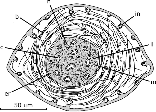 Figure 6. Gigantea maupoi sp. nov. Reconstruction of a transverse section of a male accessory genital organ of the penis papilla of the holotype. For clarity, the secretions represented are only of erythrophilic type crossing the organ. Scale bar: 50 µm.