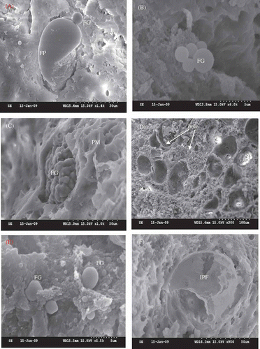 Figure 5. Scanning electron micrographs of the meat – batter gels. Figura 5. Micrografías electrónicas de barrido de la geles de pasta de carne.