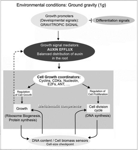 Figure 1 Model of the actions and interactions leading to the maintenance of the meristematic competence (involving the coordination between cell growth and cell proliferation) specifically showing the players involved in the transduction of the gravitropic signal. Under normal ground gravity conditions, this gravitropic signal is a growth promoter, since it stimulates the growth of the primary root according to the gravity vector. The mechanic stimulus is transduced by auxin, which is the mediator that, in the particular case of meristematic cells, modulates the expression of a variety of molecules (cyclins, CD Ks, nucleolar proteins, transcription factors such as E2Fs, secondary mediators such as ANT , etc.,) that coordinate the regulation of cell growth and cell proliferation and finally keep coupled the processes of protein synthesis (cell growth) and cell cycle progression (cell proliferation). A change in the gravity conditions disrupts this equilibrium leading to the dis-coordination or uncoupling of the two essential cellular processes, and to the severe alteration of the meristematic competence. Scheme adapted and modified from Mizukami.Citation13