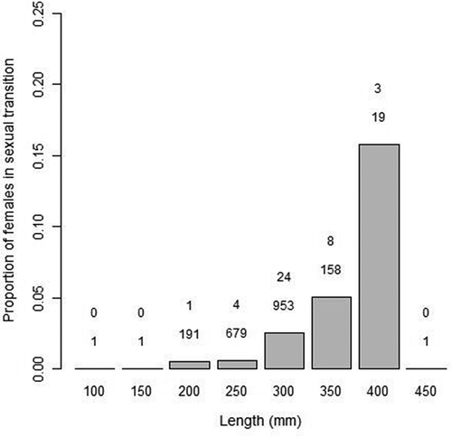 FIGURE 4. Proportion of female Black Sea Bass in sexual transition at different size-classes (TL, mm). The x-axis values are midpoints for 50-mm length-bins. Overall, 2,003 individuals were identified as female based on ovarian biopsy or gamete expression, and 40 individuals were found to possess transitional gonads as identified by histology (41 transitional fish were captured, but length measurements were reliable for 40 of those fish). Above each column, the upper number represents the number of females in transition, and the lower number represents the sample size.