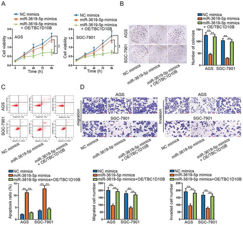 Figure 4. TBC1D10B restoration reverses cellular functions affected by miR-3619-5p mimics.