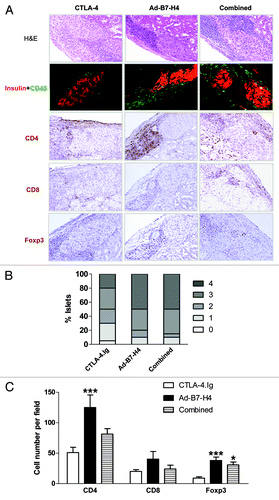 Figure 7. Allografts from long-term surviving recipients treated with CTLA-4.Ig and/or Ad-B7-H4 exhibit distinct expression patterns. β-cell function, infiltrates and subsets of infiltrates were assessed from long-term surviving mice 90 d post-transplant. (A) Representative sections were stained for H&E, CD45 plus insulin, CD4, CD8, and Foxp3 from each treatment group. (B) Isletitis was scored according to staining for H&E, CD45 plus insulin. Sections were randomly selected and blindly scored using four to eight animals per group. Isletitis was graded by Yoon’s method (see Fig. 6). (C) Expression of CD4, CD8, and Foxp3 was calculated according to the numbers of positive-staining cells per field, and the field was randomly selected and blindly scored. Treatment with CTLA-4.Ig exhibited minimal infiltrates (p < 0.001 vs. Ad-B7-H4 by ANOVA). A high number of Foxp3+ cells was found in Ad-B7-H4 and combined groups (p < 0.001 vs. CTLA-4.Ig by ANOVA). n = 6–10 islet allografts per group.
