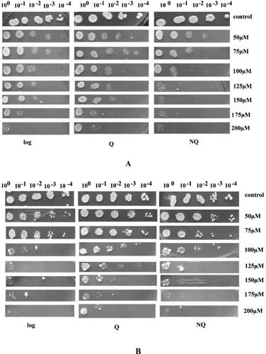 Figure 1. Sensitivity of S. cerevisiae NBIMCC 584 (A) and S. cerevisiae BY4741 (B) logaritmic, Q and NQ cells to different concentration of Cd(NO3)2, where 10° is undiluted sample corresponding to OD540 = 1.0, followed by tenfold dilutions of the sample.