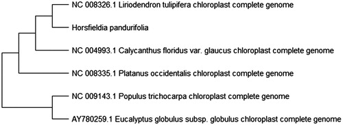 Figure 1. Maximum likelihood phylogenetic tree of H. pandurifolia with 5 species based on complete chloroplast genome sequences. The gene’s accession number is listed in the figure.