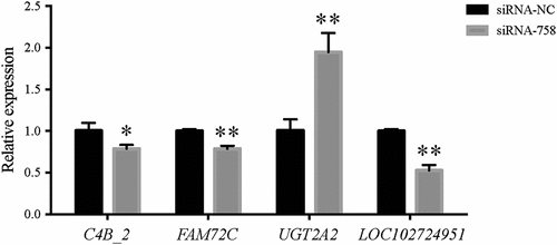 Figure 13. The qPCR detection showed that the expression of the C4B_2, FAM72C, UGT2A2, and LOC102724951 genes in the siRNA-758 group was significantly different compared to the siRNA-NC group (*P < 0.05 and **P < 0.01), consistent with the RNA-seq data.