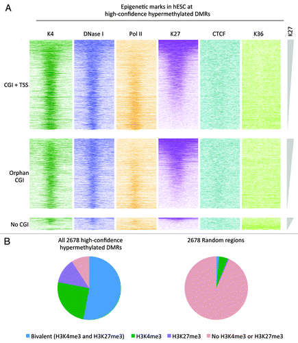 Figure 5. Overlap with bivalent regions in hESC. (A) Color profiles of H3K4me3, H3K27me3, H3K36me3, PolII, and CTCF ChIP-seq and DNaseI hypersensitivity sequencing read densities from hESC H1 (ENCODE). The DMRs are divided into regions overlapping with CGIs with TSS, regions overlapping with CGIs without TSS/Orphan CGIs, and regions not overlapping with CGIs. The regions were sorted on H3K27me3 density. (B) Pie chart showing the overlap of the high-confidence hypermethylated DMRs with H3K4me3 and H3K27me3 peaks from H1. For comparison a set of random regions obtained from the total set of peaks analyzed is included.