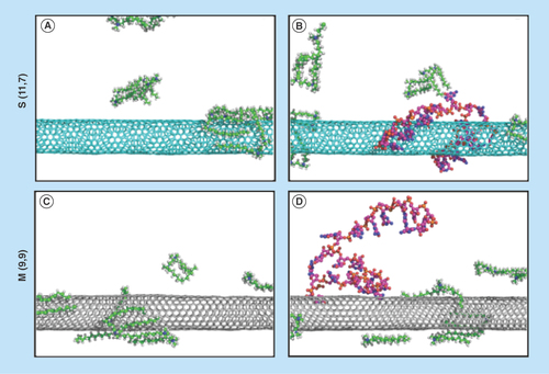 Figure 7.  Simulation of G-single wall carbon nanotubes-siRNA complexes.Packing of gemini surfactant 12–3–12 on the surface of (A) S (11,7) and (C) M (9,9) single wall carbon nanotubes. Binding of siGLO-RNA onto the surface of (B) the gemini functionalized S (11,7) and (D) M (9,9) single wall carbon nanotubes following 10 ns of molecular dynamics.M: Metallic; S: Semiconducting.