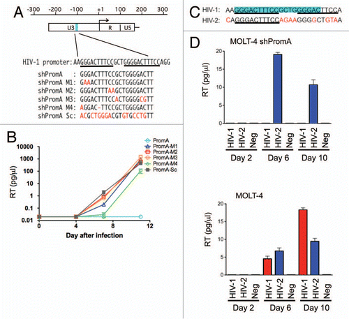 Figure 1 Sequence specific inhibition of HIV-1 replication in MOLT-4 cells expressing shRNA targeting HIV-1 promoter region. (A) The sequence targeted by the shPromA within HIV-1 promoter region of U3 is indicated in blue. The alignment of shRNA targeting NFκB sites (shPromA), four variants (shPromA M1–4), and scrambled control of shPromA (shPromA Sc) is shown below. Mismatches are indicated in red. Underlining indicates NFκB binding sites in the HIV-1 promoter region. The start site of HIV-1 mRNA transcription is indicated by an arrow. (B) Sequence dependent inhibition of HIV-1 replication was achieved. HIV replication was detected by reverse transcriptase (RT) assay in culture supernatants post infection at days 4, 7, 11. The mean values of three independent experiments are plotted. (C) Alignment of HIV-1 and HIV-2 NFκB binding regions. NFκB binding regions are underlined. Sequence targeted by shPromA is highlighted in blue. The letters in red indicate sequence differences in HIV-2 U3 promoter region. (D) Sequence dependent inhibition of viral infection was achieved. HIV-1 and HIV-2 replication was detected by RT levels in culture supernatants post infection at days 2, 6, 10. MOLT-4 shPromA cells were able to suppress HIV-1 infection but failed to suppress HIV-2 replication. MOLT-4 cells not expressing shPromA showed increasing levels of HIV-1 and HIV-2 over the 10 day time course. The mean values of three independent experiments are plotted.