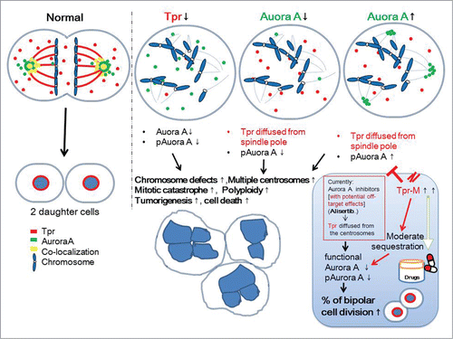 Figure 6. Speculative working model for the mutual regulation between Tpr and Aurora A in mitotic progression and centrosome homeostasis. We propose that the coiled-coil Tpr-M domain binds to and sequesters endogenous and exogenous Aurora A and thereby causes a reduction in Aurora A phosphorylation. This action is analogous to that of the Aurora A inhibitor, Alisertib. This domain merits further investigation as a therapeutic agent for those cancers in which Aurora kinaseA is over-expressed.