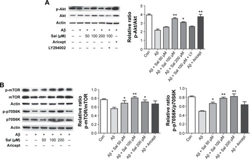 Figure 4 Sal inhibits Aβ-induced neurotoxicity by activating the Akt/mTOR/p70S6K pathway in primary cultured cortical neurons.