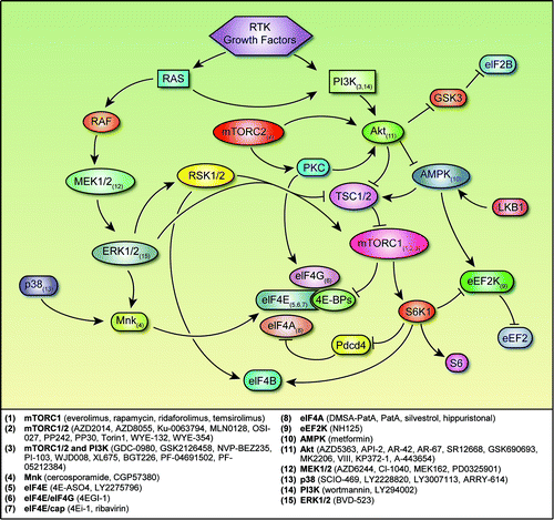 Figure 1. Regulatory networks involved in translation initiation and points of inhibition. Arrows represent activation, and bars represent inhibition. Small-molecule inhibitors of the signaling nodes are listed below. Abbreviations: 4E-BP, eukaryotic initiation factor 4E–binding protein; AMPK, adenosine monophosphate–activated protein kinase; eEF2, eukaryotic elongation factor 2; eEF2K, eukaryotic elongation factor 2 kinase; eIF2B, eukaryotic initiation factor 2B; eIF4A, eukaryotic initiation factor 4A; eIF4B, eukaryotic initiation factor 4B; eIF4E, eukaryotic initiation factor 4E; eIF4G, eukaryotic initiation factor 4G; GSK3, glycogen synthase kinase 3; Mnk, MAPK-interacting kinase; mTORC1/2, mTOR complex 1/2; RSK 1/2, p90 ribosomal S6 kinase 1/2; PI3K, phosphatidylinositol 3-hydroxy kinase; pdcd4, programmed cell death 4; RTK, receptor tyrosine kinase; S6, ribosomal protein S6; S6K1, S6 kinase 1; TSC1/2, tuberous sclerosis 1/2.