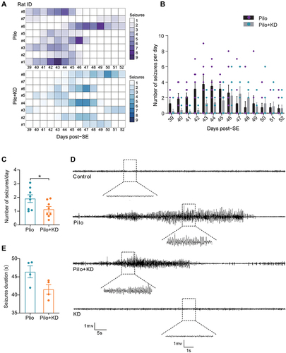 Figure 2 Effects of the KD on SRSs assessed by continuous vEEG monitoring from day 38 to day 52 after lithium-pilocarpine induced SE. (A) The heat map of seizures occurring throughout the 14-day recording time for each individual rat. (B) The scatter plot of daily seizure frequency for each day during the recording time. (C) The effect of KD on the number of seizures per day was determined by behavioral observation. (n=8 rats/group; Student’s t test). (D) Representative EEG traces at the chronic phase after pilocarpine injection. (E) The effect of KD on the seizure duration was evaluated by EEG (n=4 rats/group; Student’s t test). The values were expressed as the mean ± SEM. *Represents P < 0.05.