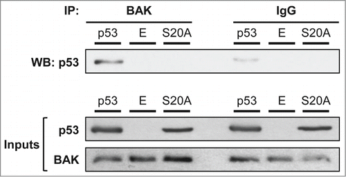 Figure 5. A serine 20 mutated form of p53 is impaired for BAK binding. We transfected p53 −/− H1299 cells with wt p53, the S20A mutant or the empty pRc/CMV vector (E). To obtain an equivalent amount of protein expression, we transfected 2 times more micrograms DNA for the S20A mutant. Twenty-four hours after transfection, cells were stressed with 1 µM camptothecin for 4 hours. After treatment, cells were lysed and total protein extracts were immunoprecipitated with an anti-BAK antibody or irrelevant IgG, as indicated in the materials and methods. We then analyzed by western blot the interaction of BAK with the tumor suppressor using an anti-p53 antibody. Inputs for p53 and BAK (precleared lysates) are also presented.