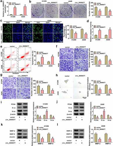 Figure 2. Impacts of circ_0006677 overexpression on NSCLC cell malignancy and stemness. (a) RT-qPCR exhibiting the transfection efficiency of the circ_0006677 overexpression plasmid. (b-i) NCCLC cells transfected with circ_0006677 or vector were utilized. (b and c) Clonogenic and EdU assays detection of the proliferation of NCCLC cells. (d) Analysis of the caspase 3 activity in NSCLC cells. (e) Flow cytometry assay evaluation of the apoptosis of NCCLC cells. (f and g) Transwell assays analysis of the migration and invasion of NCCLC cells. (h) Sphere formation assay detection of the stemness of NCCLC cells. (i and j) Western blotting showing N-ca, PCNA, and E-ca protein levels in NSCLC cells. (k and l) Western blotting showing MMP-2 and MMP-9 protein levels in NSCLC cells. *P < 0.05.