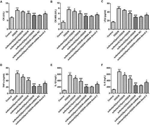 Figure 3. Effect of sufentanil on myocardial injury and inflammation response induced by OGD/R in H9c2 cells and reversal of the effect after Sesn2 silencing. (A,B,C) Concentrations of myocardial injury factors CK (A), CK-MB (B) and cTnI (C) measured by kits. (D,E,F) Levels of inflammatory cytokines TNF-α (D), IL-1β (E) and IL-6 (F) detected by ELISA. ***p < 0.001 vs. control; #p < 0.05, ##p < 0.01, ###p < 0.001 vs. OGD/R; △p < 0.05 vs. sufentanil (20 μmol/L) + OGD/R + shRNA-NC.Note: Sesn2, Sestrin 2; OGD/R, oxygen-glucose deprivation and reoxygenation; CK, creatine kinase; CK-MB, CK isoenzymes; cTnI, cardiac troponin I; TNF-α, tumor necrosis factor-alpha; IL, interleukin.