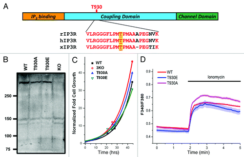 Figure 1. Generation and characterization of stable DT40 cell lines expressing Ins(1,4,5)P3 receptor phosphorylation mutants. (A) Cartoon representation of Ins(1,4,5)P3 receptor structure with sequence alignment around T-930, for the rat (rIP3R), human (hIP3R) and Xenopus (xIP3R) Ins(1,4,5)P3 receptors. (B) Ins(1,4,5)P3R expression levels in the different cell lines. Different cell lines were generated using the DT40 cell line where all three Ins(1,4,5)P3R isoform are deleted (KO). The 3KO cells were electroporated with the linearized plasmid for either the T930A or T930E mutants. The plasmid carrying the mutants contains G418 resistance. Stable cell lines for each mutant were established using G418 selection. WT: DT40 cell line expressing only the wild-type Ins(1,4,5)P3 receptor (type 1); T930A and T930E: expressing the respective mutant Ins(1,4,5)P3Rs. (C) Growth rates of the different cell lines are also equivalent. The same number of cells was plated at time zero and cells were counted at different time points under equivalent culturing conditions to determine whether the expression of the different mutants affects cell growth. Although the T930E mutant grew at a slightly slower rate the difference were not significant. (D) Resting Ca2+ levels and store Ca2+ content were measured in DT40 cells loaded with Fura-2 and incubated in Ca2+-free solution. Ionomycin was added as indicated to release Ca2+ from stores.