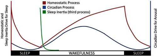 Figure 1 A schematic of the three-process model of sleep regulation.