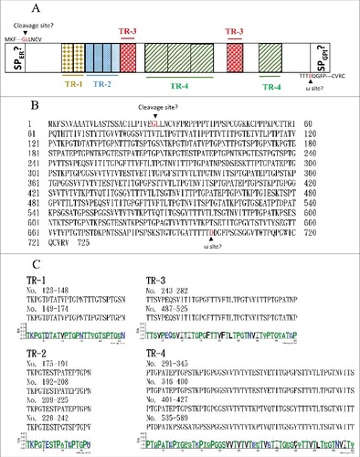 Figure 5. The C. albicans Orf19.1725 protein potentially functions as an adhesin. (A) Analysis of Orf19.1725 reveals three conserved features, a putative signal peptide, four different tandem repeats (TR1, TR2, TR3 and TR4) and a hypothetical ω site. (B) Protein sequence of C. albicans orf19.1725. The arrow between the 26th (Gly) and 27th (Leu) amino acids indicates the likely cleavage site for the signal peptide (http://www.cbs.dtu.dk/services/SignalP/). The other, at the position of the 700th amino acid (Asp), was predicted to be an ω site with lower specificity (http://gpcr.biocomp.unibo.it/predgpi/). (C) Sequence motifs of four different tandem repeats of Orf19.1725 (http://weblogo.threeplusone.com/create.cgi).