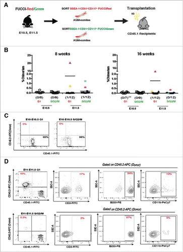 Figure 4. Direct transplantation of E10.5 and E11.5 FUCCI labeled IAHCs. (A) Transplantation experimental scheme. IAHC cell populations (DAPI−SSEA1−CD31+CD117+) from FUCCI-Red (mKO2-CDT1) and FUCCI-Green (mAG-GEMININ) mice were sorted (cell number = 200–2000 cells per group) and directly transplanted into irradiated adult recipients (E10.5 n = 8–9 per group, E11.5 n = 12 per group). (B) Analysis of engraftment (defined as >1% peripheral blood chimerism) at 8 and 16 weeks depicts E10.5 FUCCI-Red (open circles) and green (open squares) IAHCs with no detectable engraftment (0/8 and 0/9 respectively). E11.5 FUCCI-Red (triangles) and FUCCI-green (hexagons) each exhibit one animal with detectable levels of engraftment (1/12 and 1/12 respectively) at 8 weeks (each labeled with a separate color). Only the recipient of G1 IAHCs retains stable engraftment at 16 weeks (fuchsia triangle). No stable engraftment was seen in E11.5 Fucci-Green at 16 weeks, although there was low level of chimerism detected (0.3%) (fuschia hexagon). Double asterisks indicates the occurrence of mortality in the cohort. (C) Representative FACS plots of E10.5 FUCCI-Red and FUCCI-Green IAHCs show no detectable engraftment by 16 weeks. (D) FACS plots of E11.5 G1 IAHCs (fuschia triangle) demonstrate 15% donor reconstitution and peripheral blood contribution to the T (CD3-FITC), B (B220-PE) and myeloid (CD11b-PeCy7) lineages by 16 weeks and for E11.5 S/G2/M (blue hexagon) 0.3% donor engraftment and lineage contribution to B, T, and myeloid lineages.