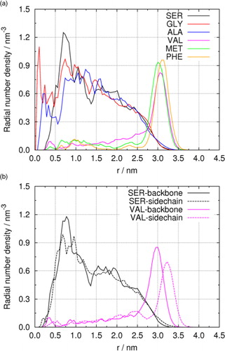 Fig. 4 (a) Radial number densities of different amino acids in droplets containing 5000 water molecules. (b) Molecular orientation of SER and VAL in droplets.