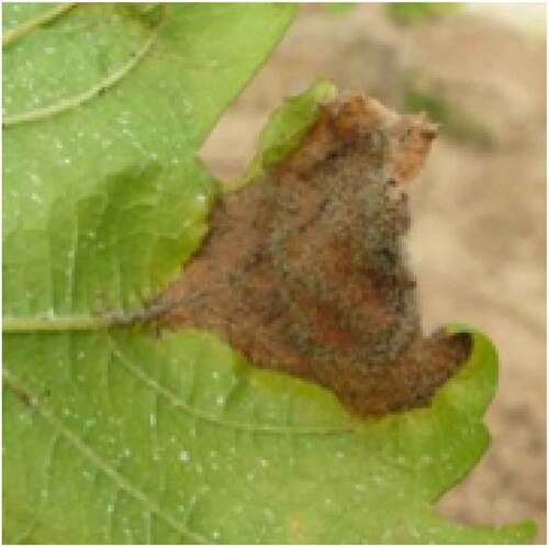 Figure 1. Disease state of grape leaves after inoculation of isolated leaves of single plant