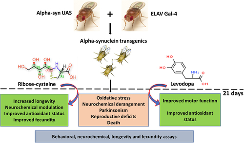 Figure 4. Schematic illustration of the research protocol to study ribose-cysteine and levodopa effect on alpha-synuclein transgenic Drosophila melanogaster.