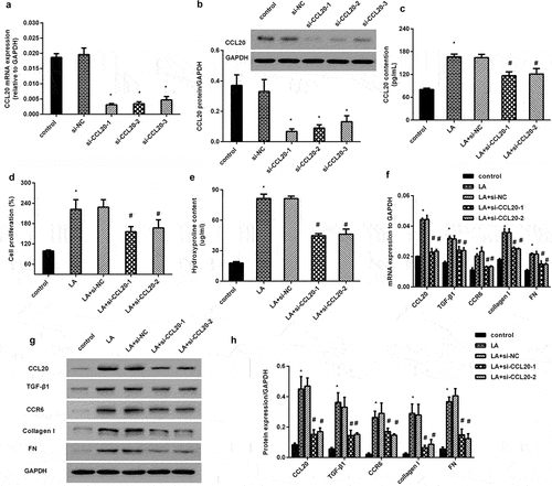 Figure 2. CCL20 knockdown inhibits lead acetate-evoked renal interstitial fibroblast proliferation and dysfunction. (a, b) Renal interstitial fibroblasts were transfected with si-CCL20-1, si-CCL20-2 and si-CCL20-3 for 48 h. Then, the mRNA levels of CCL20 (a) and protein expression (b) were detected by qRT-PCR and western. (c) Cells were transfected with si-CCL20-1, si-CCL20-2, and prior to lead acetate exposure. The contents of CCL20 in supernatants were analyzed by ELISA kits. (d) Cell proliferation was evaluated in lead acetate- and/or si-CCL20 transfected fibroblasts. (e-h) After si-CCL20 transfection, cells were exposed to lead acetate. Then, the effects on hydroxyproline contents (e), fibrosis-associated gene transcripts (f) and protein expression (g, h) were subsequently determined. *P < 0.05 vs. control group. #P < 0.05 vs. LA-treated group.