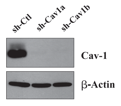 Figure 1 Targeted knock-down of Cav-1 protein expression in hTERT-fibroblasts. To dissect the role of Cav-1 in promoting the growth of triple negative breast cancers, we have created a matched set of hTERT-immortalized human fibroblast cell lines (from parental hTERT-BJ1), either expressing an shRNA targeting Cav-1 or a control shRNA. This retroviral vector also contains GFP, so transduced cells were recovered by FACS sorting. Successful knock-down of Cav-1 was verified by western blot analysis. The expression of beta-actin is shown as a control for equal protein loading. Ctl, control sh-RNA; sh-Cav1, harboring sh-RNA targeting Cav-1.