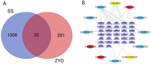 Figure 1. (A) Venn Diagram of common targets of ZYD and SS. (B) Compound-target network of ZYD. The network consists of 12 compounds (oval) and 32 hub genes (triangle), including 7 compounds in Xuanshen (sky-blue oval), 2 components in Maidong (yellow oval), 3 compounds in Shengdi (red oval) and 32 targets (purple triangle).