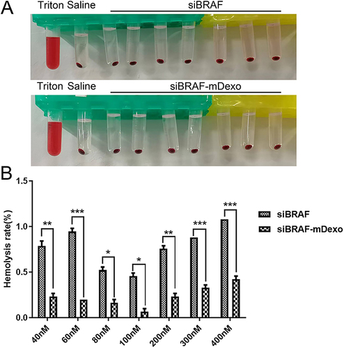 Figure 6 Haemolysis of siBRAF and siBRAF-mDexos after 3 h of incubation with RBCs. (A) Photographs of haemolysis test results. (B) Column analysis chart of absorbance at 540 nm wavelength; *P<0.05, **P<0.01, and ***P<0.001 compared with the siBRAF group. The data are reported as the mean ± standard deviation (n=3), one-way ANOVA.