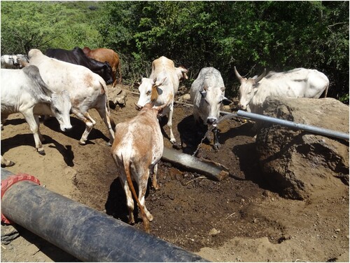 Figure 6. Cattle drinking water from wooden trough at a broken community pipeline. Photo courtesy David Greven.