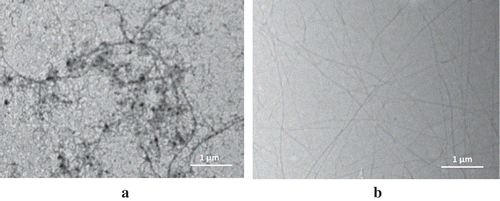 Figure 4. TEM pictures of protein nanofibrils prepared from (a) SPI of soybean var. Grobogan and (b) WPI.