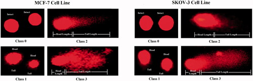 Figure 12. Comet assay for cancer cells treated with modified nanochrysin loaded in PLGA-PVA. MCF-7 cell line (left lane) and SKOV-3 cell line (right lane). Class 0: intact cell with normal nucleus, Class 1: halo around the nucleus, Class 2 and Class 3: gradual increase in the length of comet tail evolving in parallel with a decrease in nuclear DNA content.