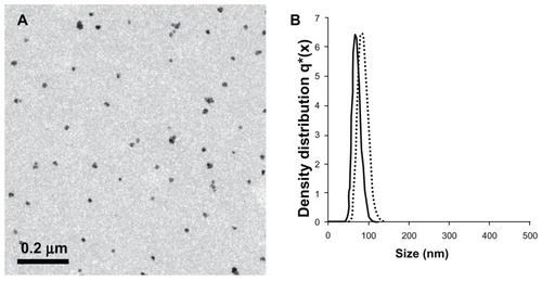 Figure 2 (A) Transmission electron photomicrograph of the near-infrared fluorescent iron oxide-human serum albumin nanoparticles. (B) Histograms demonstrating the diameter and size distribution of the noncoated (dots) and coated (solid line) near-infrared fluorescent iron oxide nanoparticles dispersed in water.