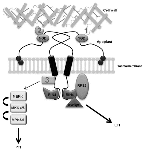 Figure 1 NDR1 plays multiple roles in cell physiology and pathogen defense signaling. NDR1 (NON-RACE SPECIFIC DISEASE RESISTANCE-1) is a plasma membrane localized, GPI-anchored protein that is capable of forming homodimers. NDR1 contains an NGD (Asn-Gly-Asp) motif located in the putative apoplastic-localized region of the protein, which has been shown to be important for maintaining cell wall-plasma membrane adhesion pointsCitation9 though either direct (1) or indirect (2) interaction with components of the cell wall. Additional cellular components mediating this connection are as of yet unknown. The role of NDR1 in ETI had been further strengthened through the identification of an interaction between NDR1 and RIN4 (RPM1 INTERACTING PROTEIN 4).Citation8 RIN4 has been shown to associate with theR-protein, RPS2 (RESISTANCE TO PSEUDOMONAS SYRINGAE2),Citation26 and it is through RIN4's cleavage by the P. syringae DC3000 effector protein AvrRpt2 and the subsequent recognition of this event by RPS2, that ETI is activated. Recently, NDR1 has been directly linked to the initiationof the MAPK (MITOGEN ACTIVATED PROTEIN KINASE) pathway and PTI (PAMP Triggered Immunity). Although the specific interaction of NDR1 in the upstream components of PTI signaling is unknown (3), NDR1 is required for proper activation of the MAPK signal cascade. ETI, effector triggered immunity; PTI, PAMP triggered immunity.